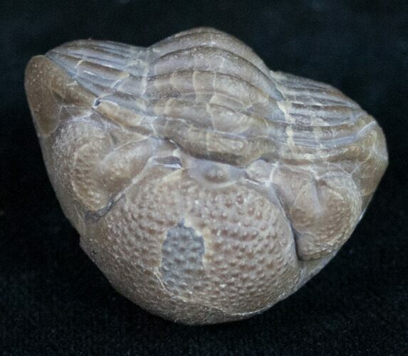 Wide Ohio Eldredgeops Trilobite - Silica Shale #10520